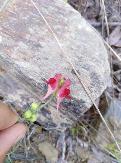 Linaria aeruginea, photographed by Santiago Soto Maurer