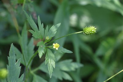 Ranunculus pensylvanicus, photographed by Quinten Wiegersma