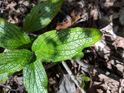Lithospermum helleri, photographed by Alison Northup