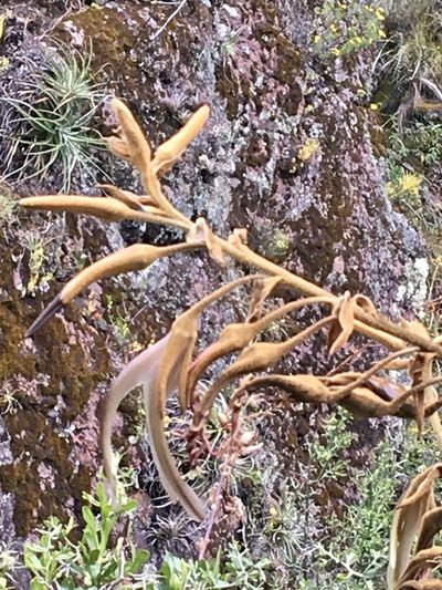 Puya ferruginea, photographed by Cheryl McCleary-Catalano