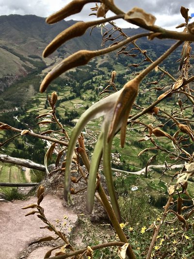 Puya ferruginea, photographed by Cheryl McCleary-Catalano