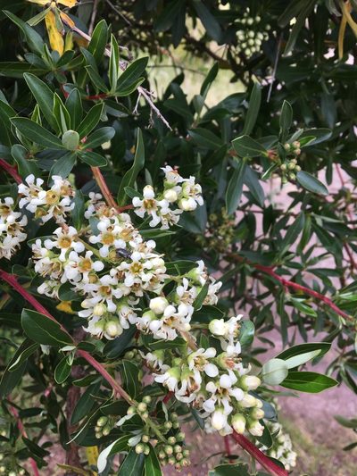 Escallonia resinosa, photographed by Cheryl McCleary-Catalano