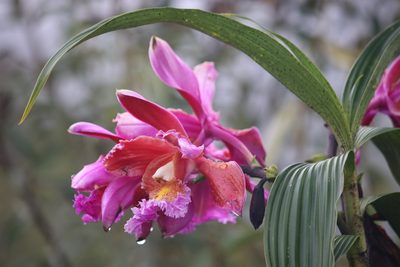 Sobralia dichotoma, photographed by Cheryl McCleary-Catalano