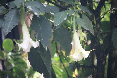 Brugmansia arborea, photographed by Cheryl McCleary-Catalano