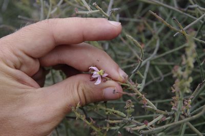 Krameria paucifolia, photographed by Eric Knight