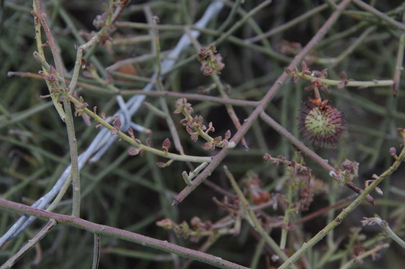 Krameria paucifolia, photographed by Eric Knight