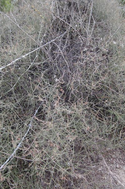 Krameria paucifolia, photographed by Eric Knight