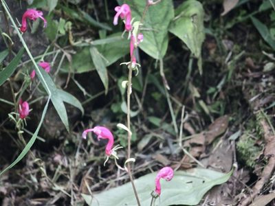 Centropogon urubambae, photographed by Cheryl McCleary-Catalano