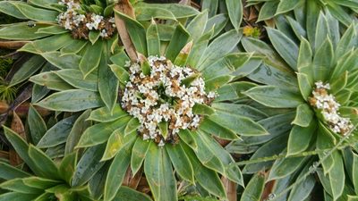 Valeriana rigida, photographed by Peter Brastow