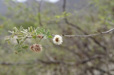 Senegalia peninsularis, photographed by Eric Knight