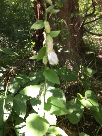 Campanula alliariifolia, photographed by Andre Hosper