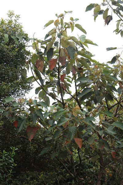 Croton mutisianus, photographed by GERMAN LEONEL SARMIENTO CRUZ