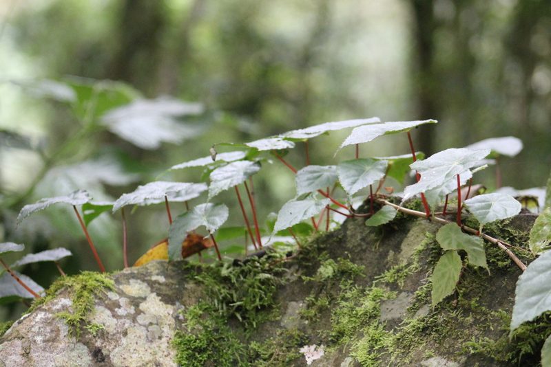Begonia tropaeolifolia, photographed by GERMAN LEONEL SARMIENTO CRUZ