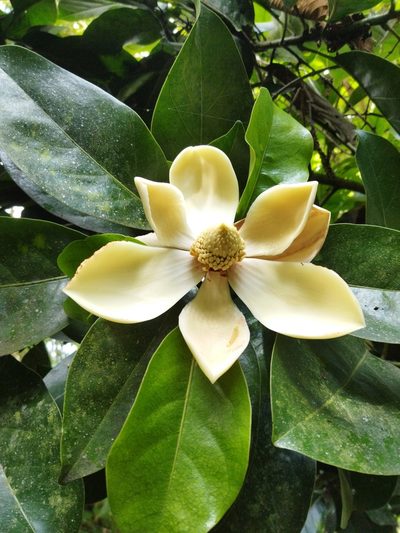 Magnolia gilbertoi, photographed by Thalia M. Mite