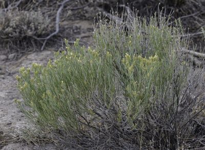 Ericameria parryi, photographed by Craig Martin