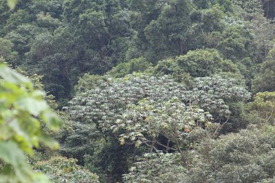 Cecropia telenitida, photographed by GERMAN LEONEL SARMIENTO CRUZ
