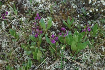 Primula frigida, photographed by Syd Cannings