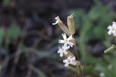 Silene douglasii, photographed by Zack Abbey