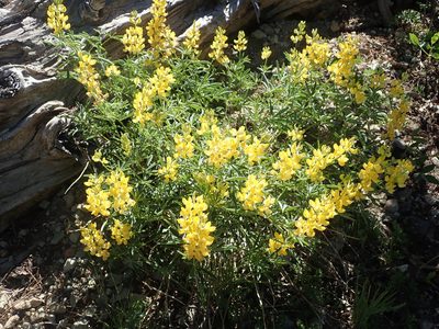 Lupinus croceus, photographed by joergmlpts