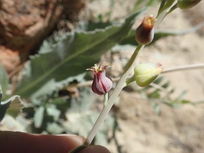 Streptanthus barbatus, photographed by joergmlpts