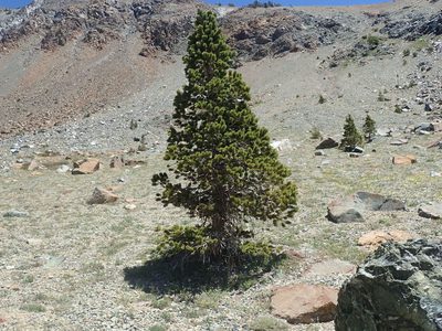 Pinus balfouriana, photographed by joergmlpts