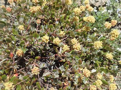 Eriogonum marifolium, photographed by joergmlpts