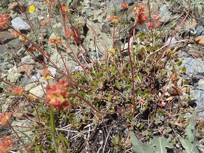 Eriogonum marifolium, photographed by joergmlpts