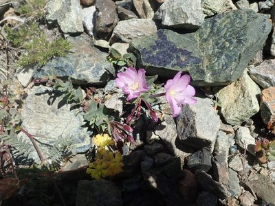 Epilobium siskiyouense, photographed by joergmlpts