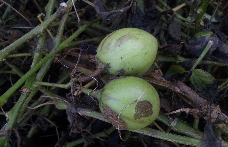Solanum muricatum, photographed by Peter de Lange