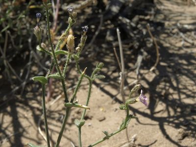 Gilia sinuata, photographed by Jim Morefield