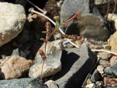 Chylismiella pterosperma, photographed by Jim Morefield