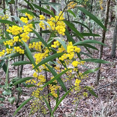 Acacia macradenia, photographed by Sam Stainsby