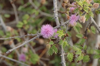 Mimosa tricephala, photographed by Eric Knight