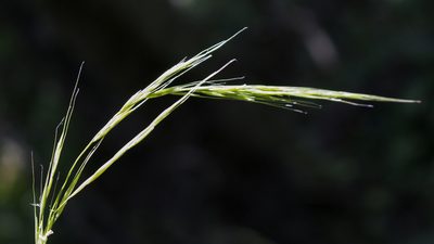 Brachyelytrum aristosum, photographed by aarongunnar