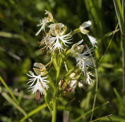 Platanthera leucophaea, photographed by aarongunnar
