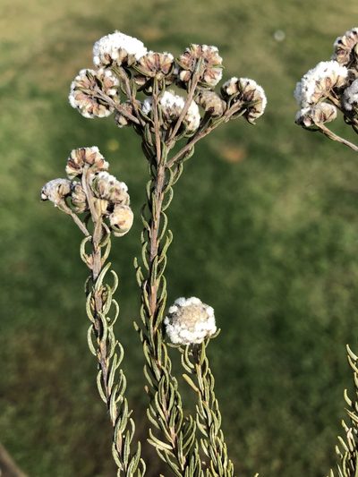 Phylica atrata, photographed by Dave U