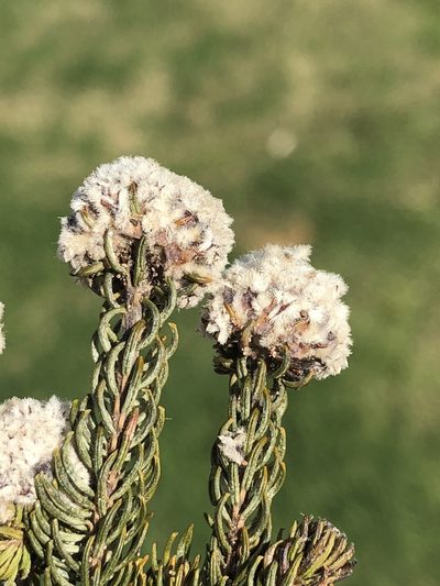 Phylica atrata, photographed by Dave U