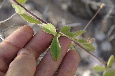 Passiflora pentaschista, photographed by Eric Knight