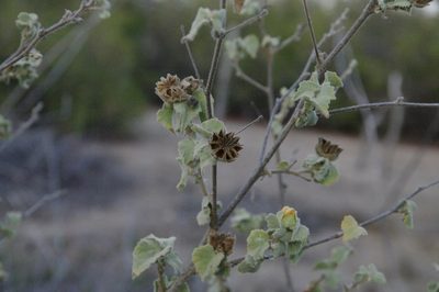 Abutilon californicum, photographed by Eric Knight