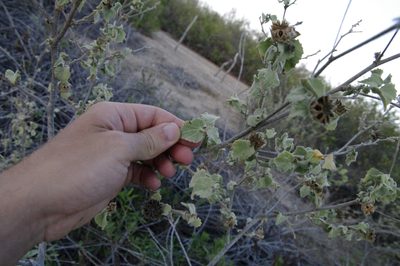 Abutilon californicum, photographed by Eric Knight