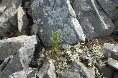 Woodsia glabella, photographed by Syd Cannings