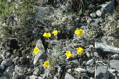 Physaria calderi, photographed by Syd Cannings