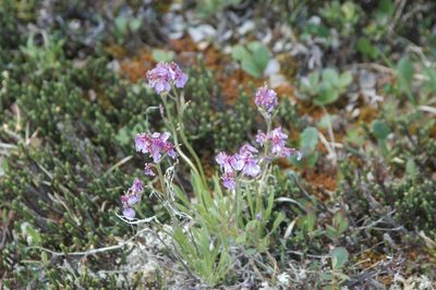 Parrya nudicaulis, photographed by Syd Cannings
