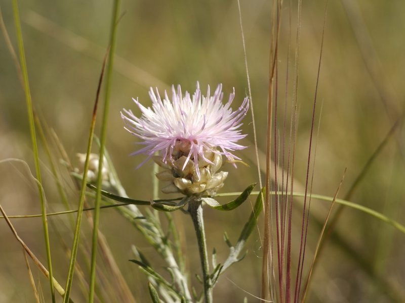 Centaurea margarita-alba, photographed by Roman