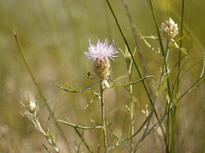 Centaurea margarita-alba, photographed by Roman