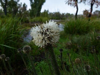 Dasypogon bromeliifolius, photographed by botanygirl