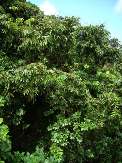 Heptapleurum ellipticum, photographed by 胡正恆(Jackson Hu)