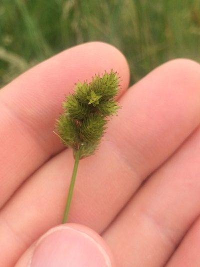 Carex crawfordii, photographed by Derek