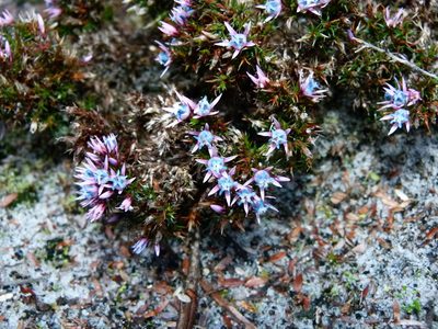 Andersonia caerulea, photographed by botanygirl