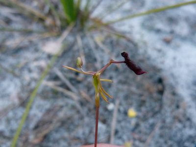 Drakaea thynniphila, photographed by botanygirl